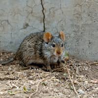 rodent seeking winter shelter outside a home