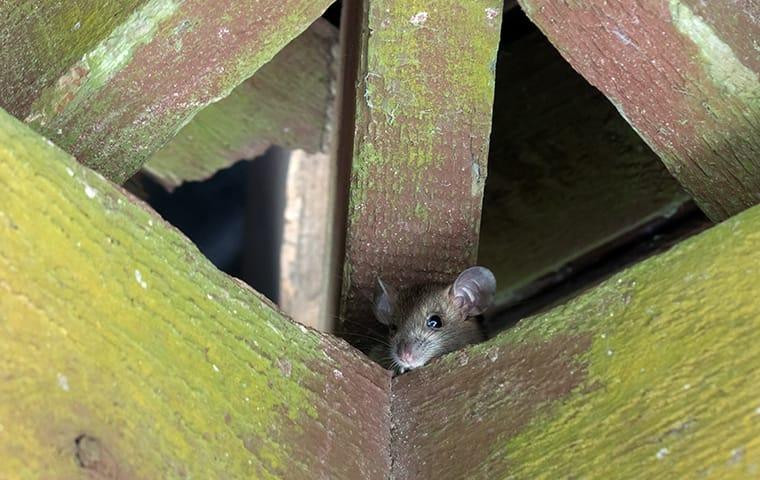 roof rat in attic