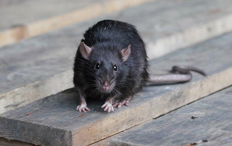 roof rat on roof