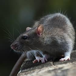 roof rat outside a home