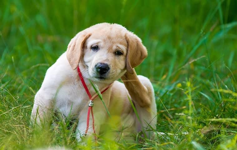 Find Out How To Treat Fleas dog on grass scratching fleas