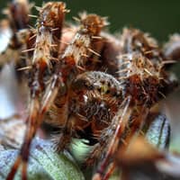 scary spider up close