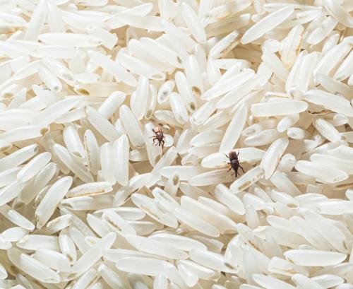 rive weevils in rice