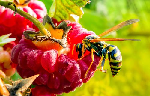 wasp on fruit