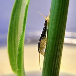 silverfish on a leaf