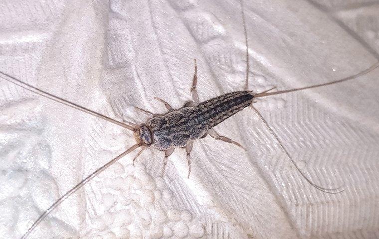 silverfish in the bathroom