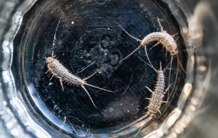 silverfish in a cup