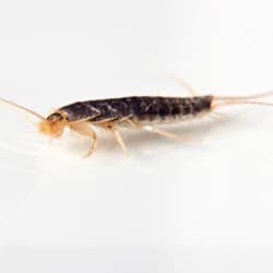 silverfish on bathroom floor