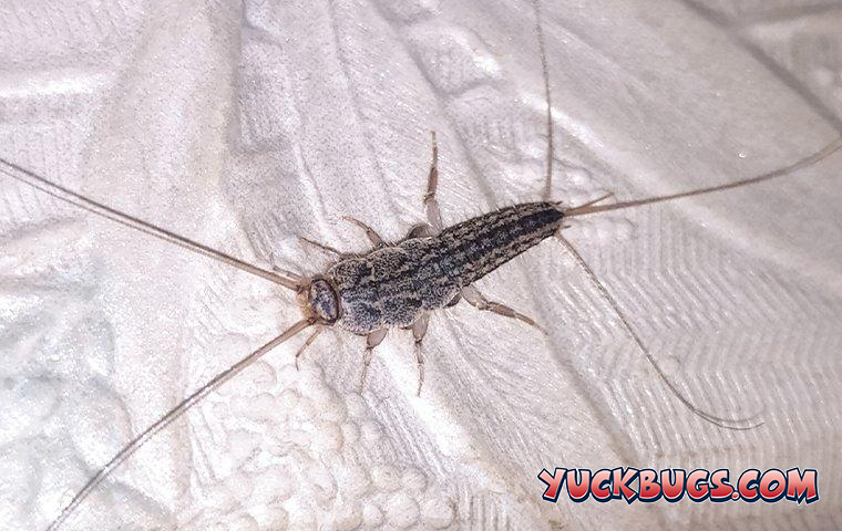 silverfish on fabric