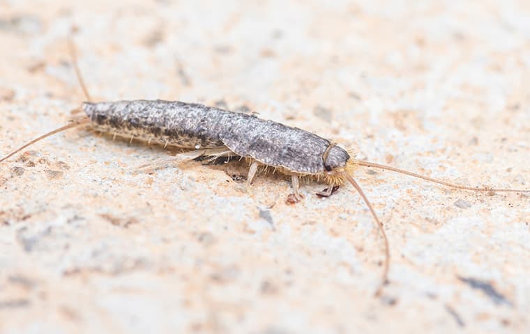 silverfish on counter top