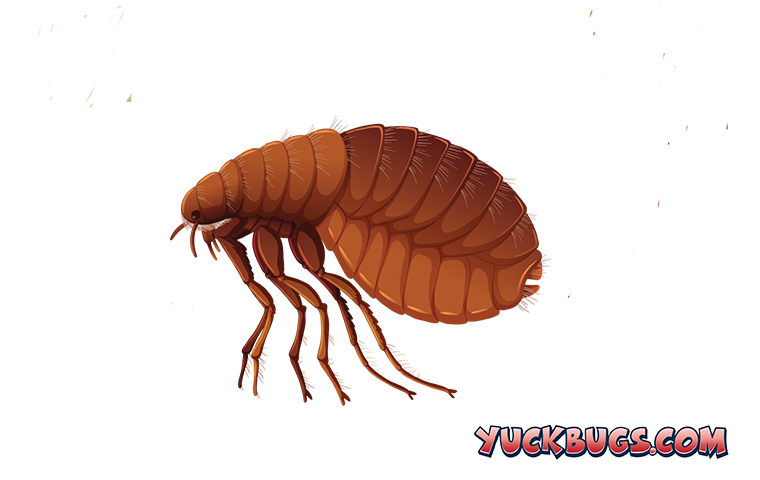 flea illustration up close