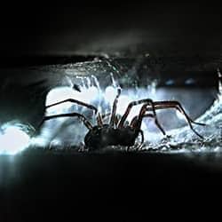 spider in crevice of spring hill home