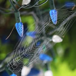 spider web in christmas lights