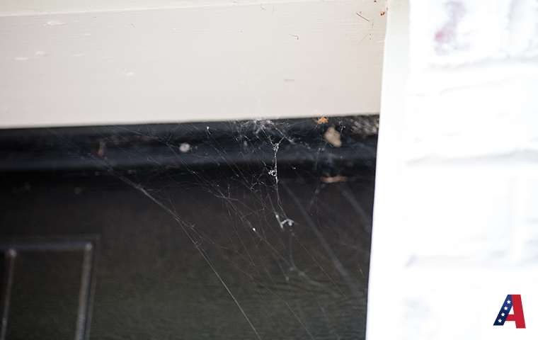 spider web up close