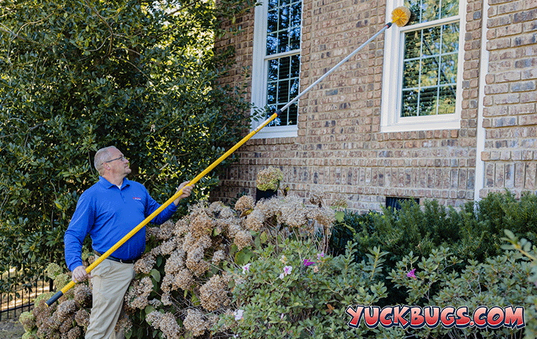 pest expert wiping spider webs