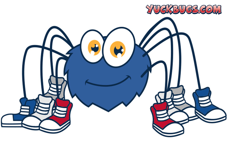 spider illustration