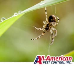 a spider hanging off a blade of grass