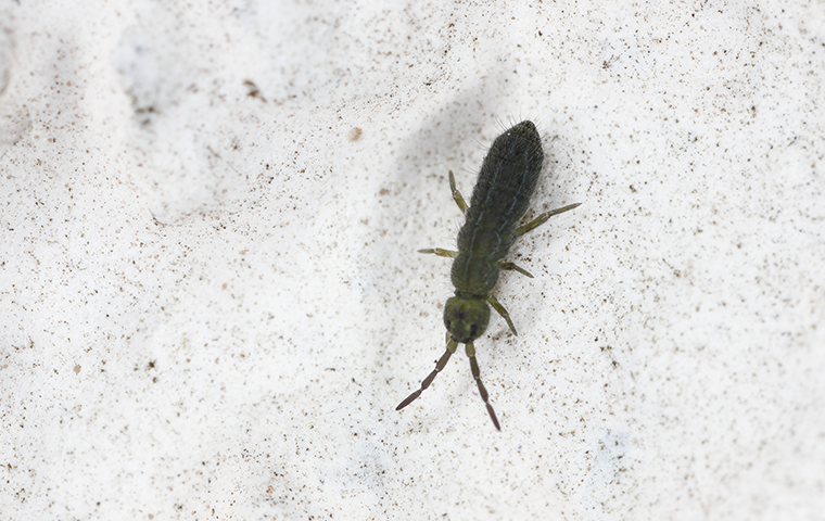 snow flea inside of a home