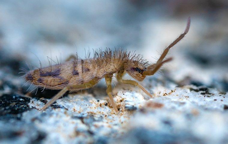 springtail on ground