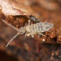 snow flea inside of a home