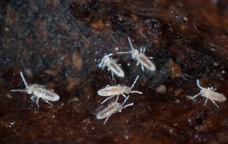 springtails up close