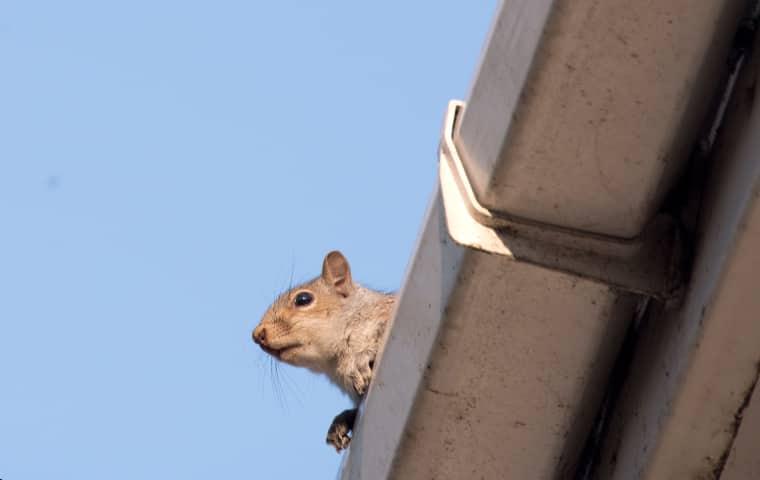 squirrel in gutter on nashville home