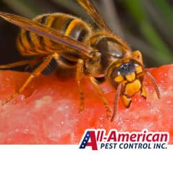 stinging insect on a watermelon