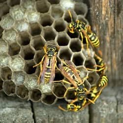 Call All American Pest Today close up of wasp nest