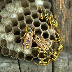 close up of wasp nest