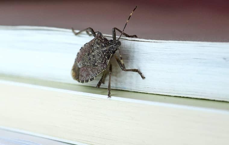 stink bug on a wall in brentwood