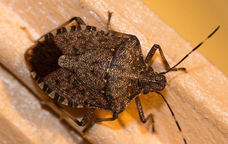 stink bug on wood