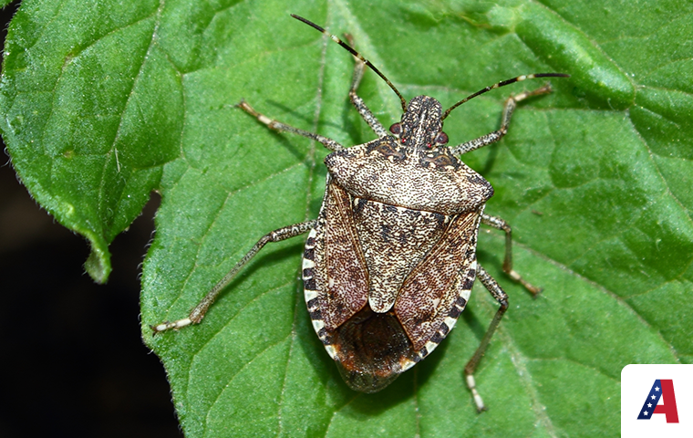 brown stink bug