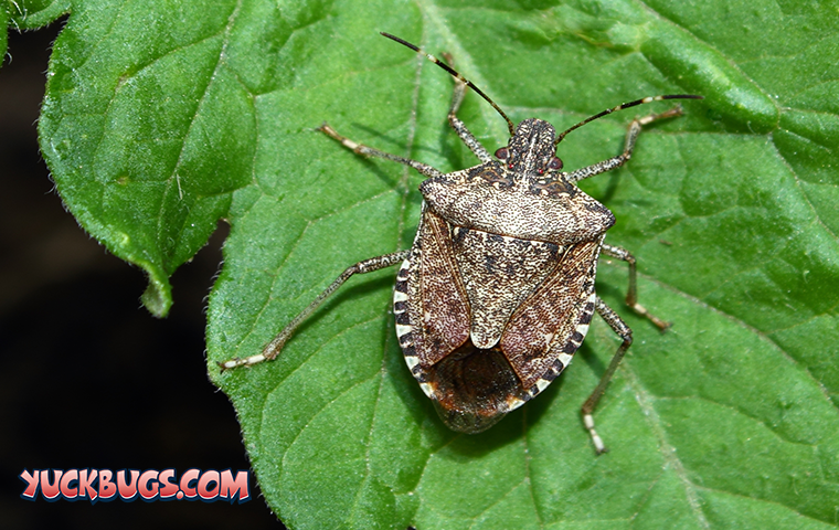 stink bug on leaf in belmont-hillsboro