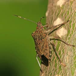 a stink bug on a leaf