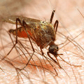 a mosquito biting skin of a human