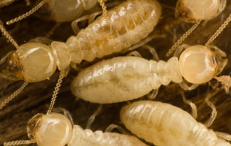 termite colony