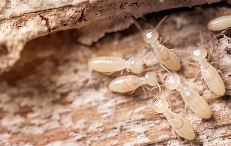 termites on wood