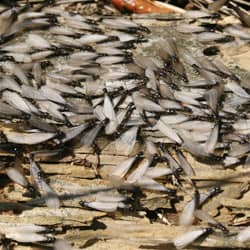 a pile of swarmers in nashville