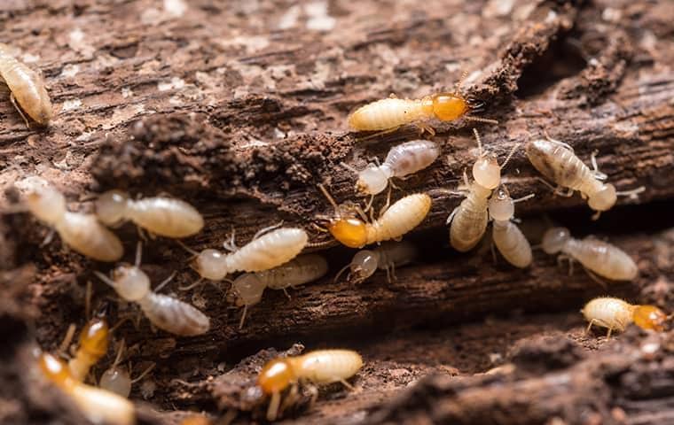 Learn How To Protect Your Home From Termite Damage a growing swarm of termites in a lebanon home creating expensive damage