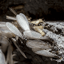 close up on swarming termites