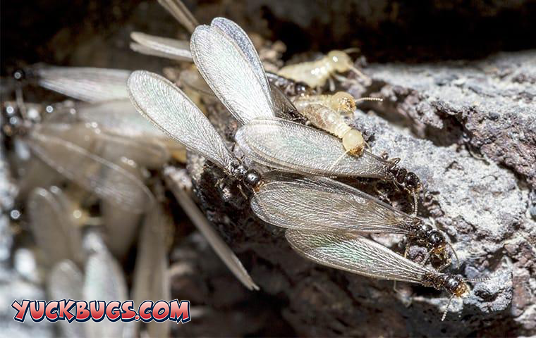 close up of termite and swarmer