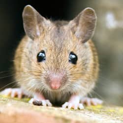 up close of a mouse face