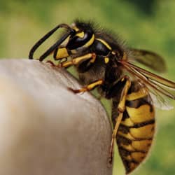 a yellow jacket up close on a stone