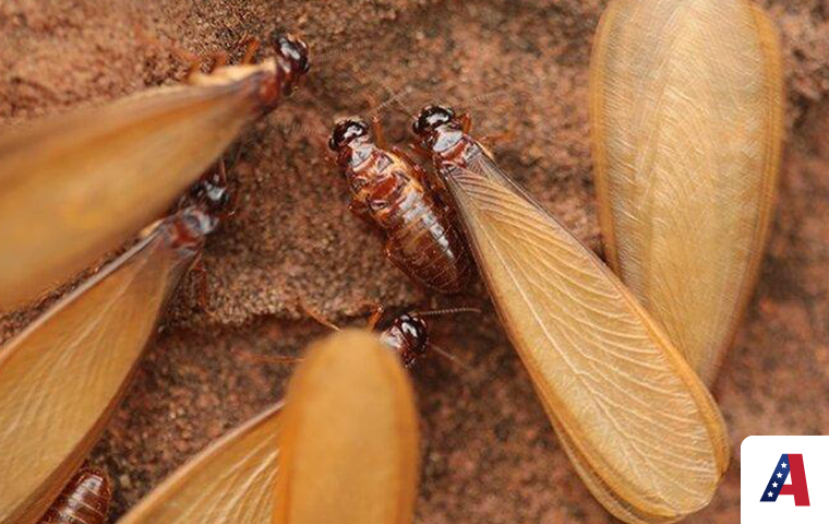 termite swarmers