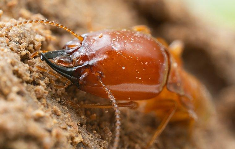 termite up close