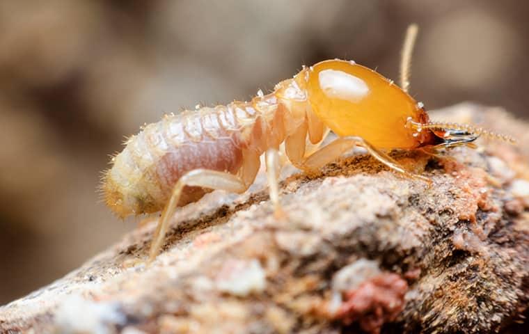 Termite Prevention termite up close