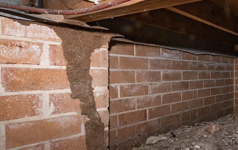 termite tube in franklin basement