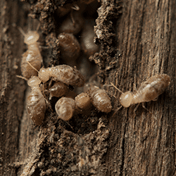 termite damaged wood