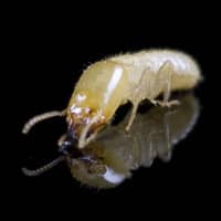 termite up close on a black background