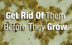 termites in a background of "get rid of them before they grow"